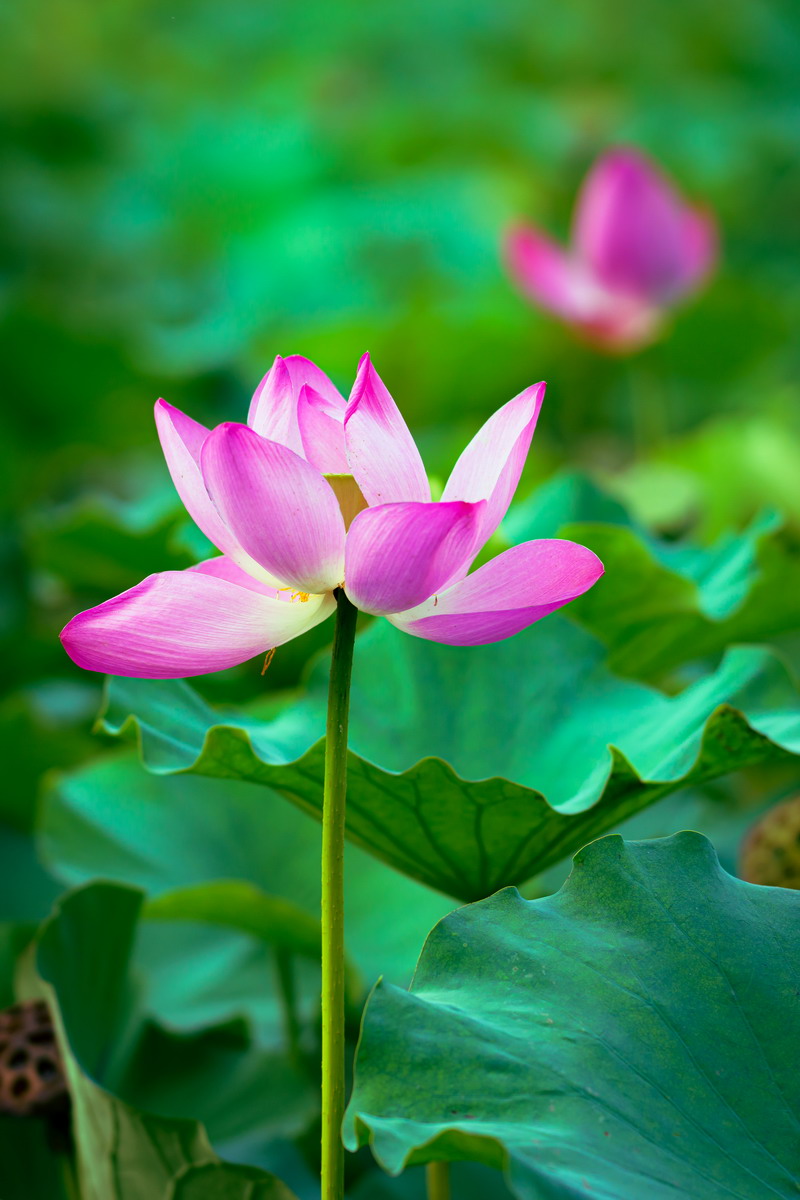 翰墨寫初心，妙筆揚清風——省建設科研院組織參加集團紀委清廉文化作品展(圖1)